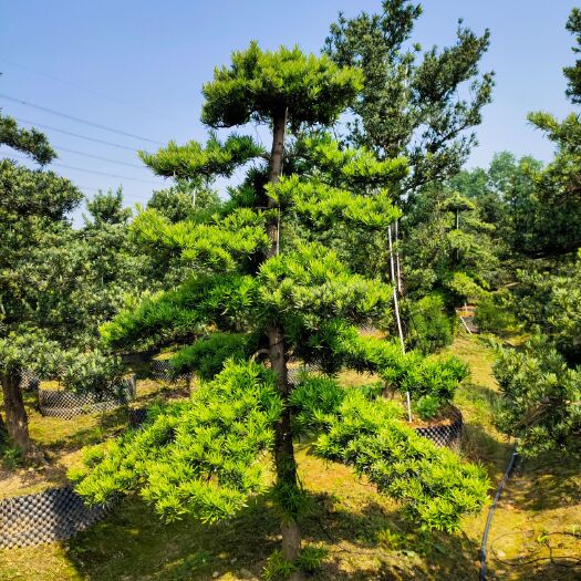 浏阳市普通罗汉松  罗汉松，造型罗汉松，罗汉松盆景，大量供应