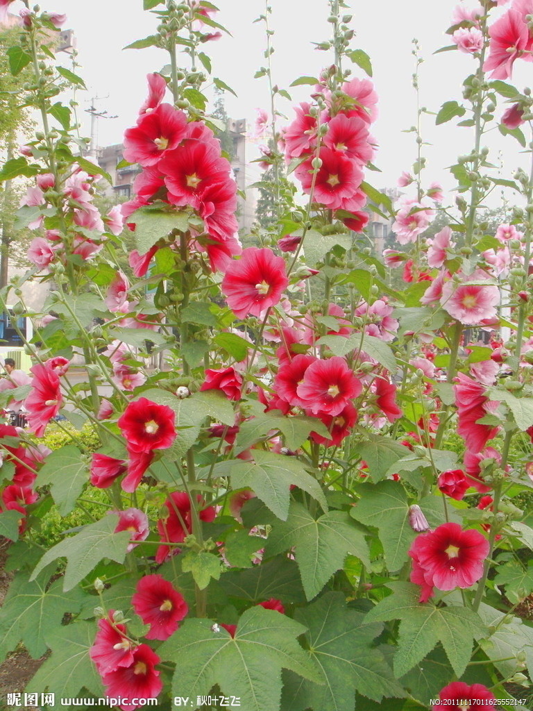 蜀葵种子一丈红宿根花卉多年生花卉四季开花