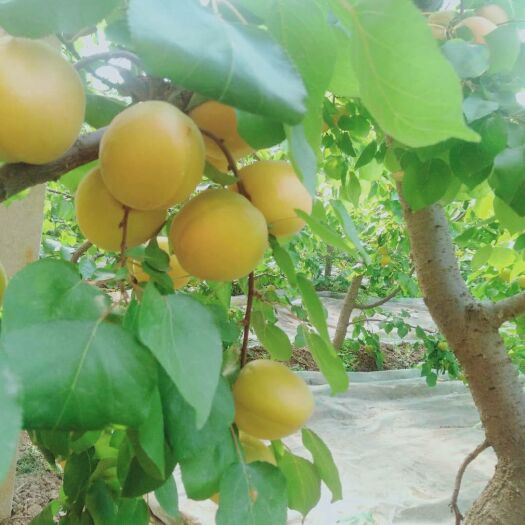 永济市 大量供应优质金太阳杏