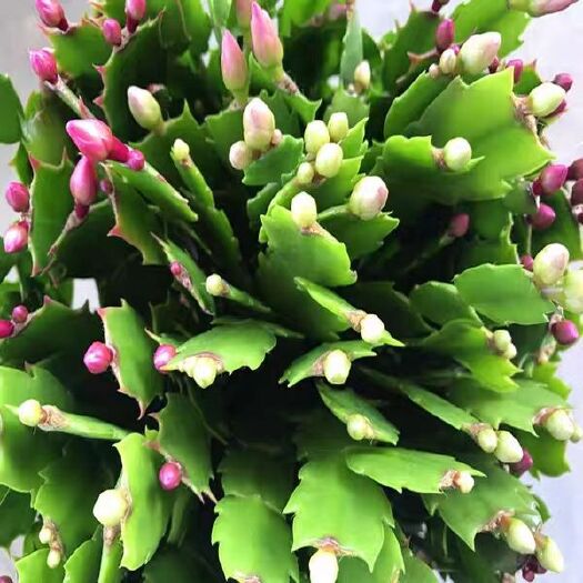 平邑县蟹爪兰盆栽 蟹爪莲，盆栽，地栽，花色黄，白，粉，紫，红，四季开花，