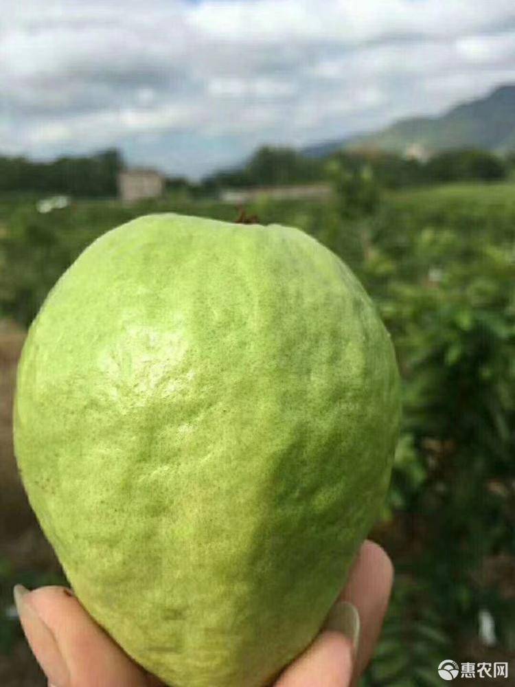  供应红心芭乐、番石榴