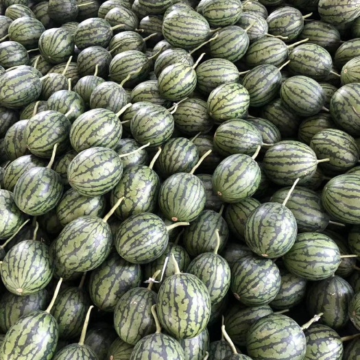 潍坊全美2k西瓜  山东万亩西瓜种植基地，供货能力强，实报实价，