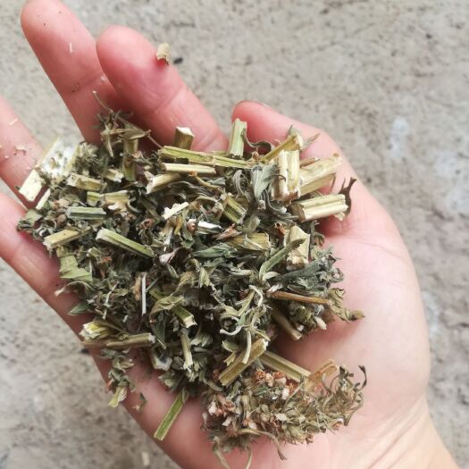 新田县益母草