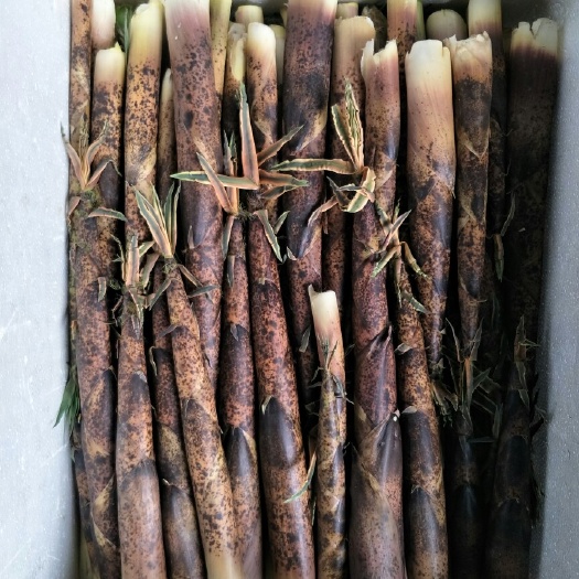 资溪县野生竹笋 又嫩又好吃的花壳笋大量上市了