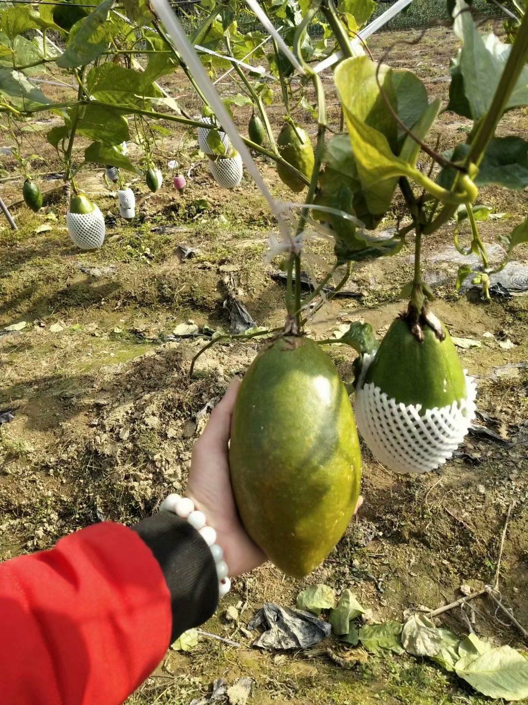 木瓜百香果苗带营养杯发货 当年栽下当年结果 包邮免费提供技