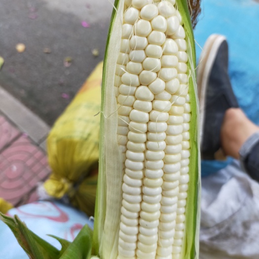 合浦縣白糯