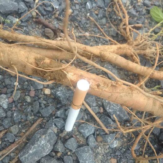 永州小叶千斤拔