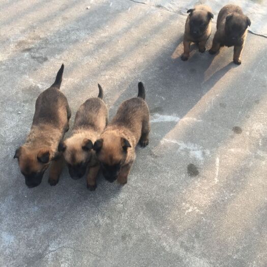 新沂市土狗活体 中华田园犬幼苗 大体型长期供应纯度高