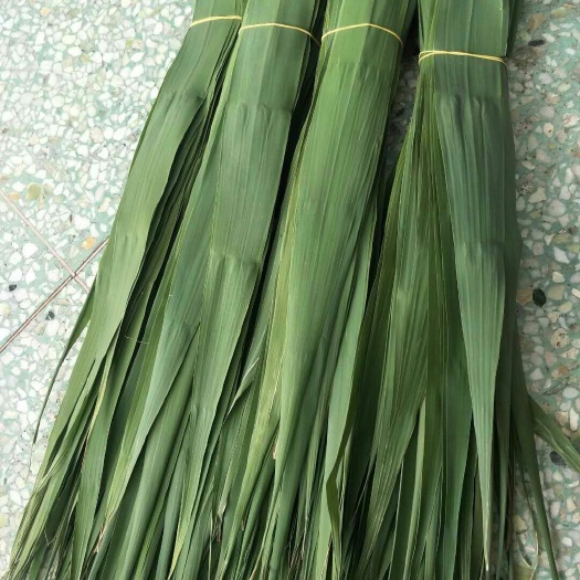微山县 批发 微山湖芦苇 叶，4公分以上 天然清香无虫害无污染