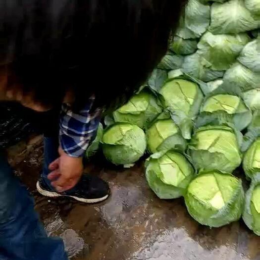 长阳县 奥奇拉包菜甘兰