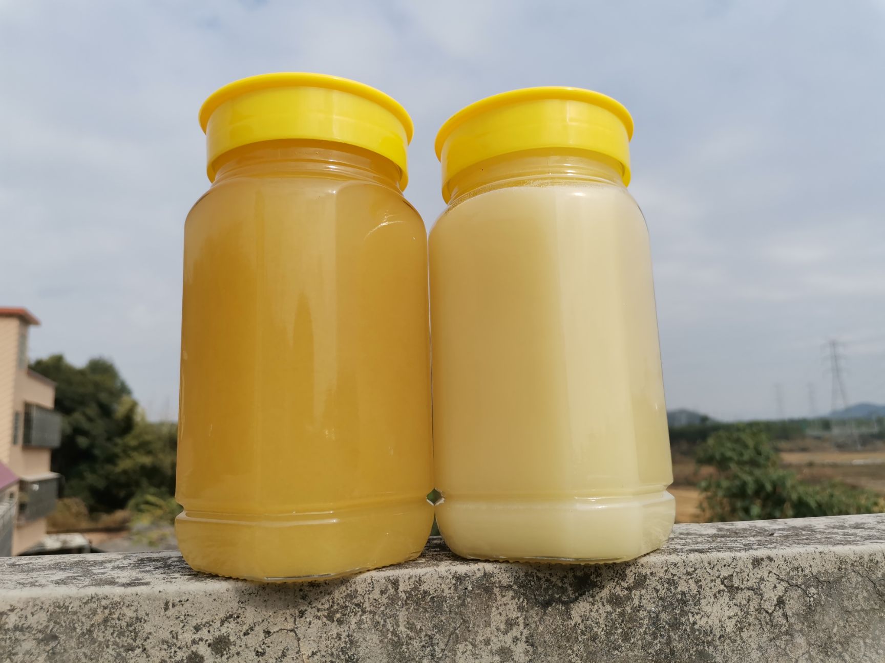 纯正鸭脚木蜜，冬蜜