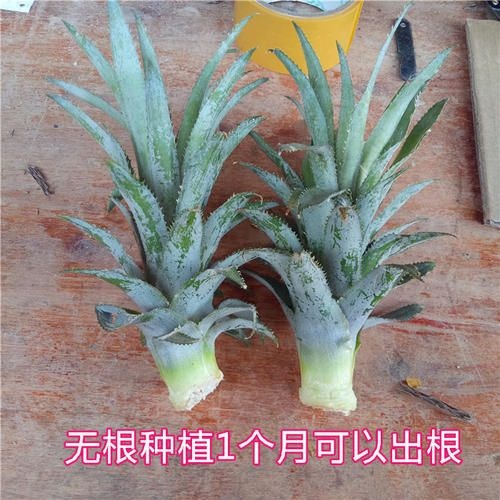  供应新鲜菠萝苗 地菠萝苗 无根系 四季菠萝苗