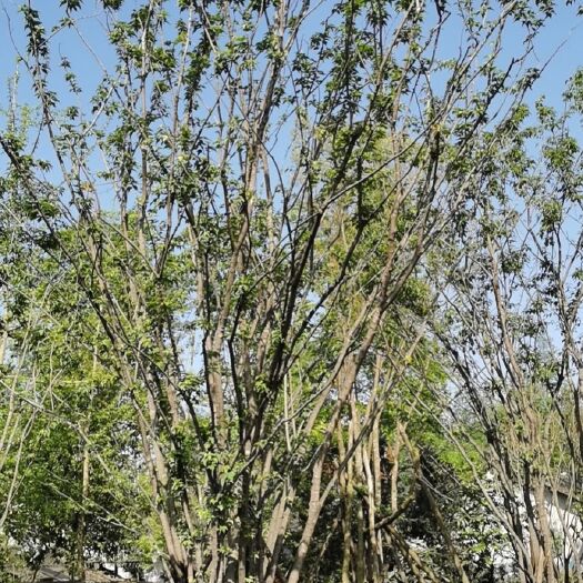 成都 丛生茶条槭 假植苗 大量供应四川绿化苗木