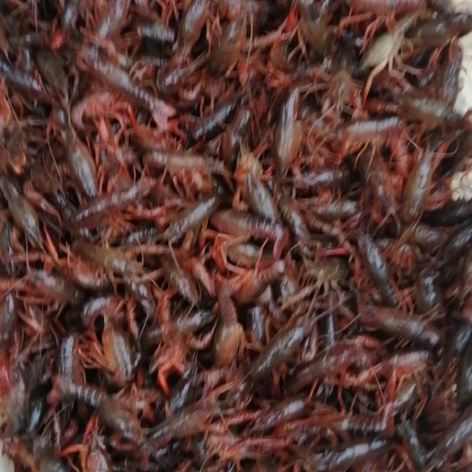 黄梅县 2345小龙虾