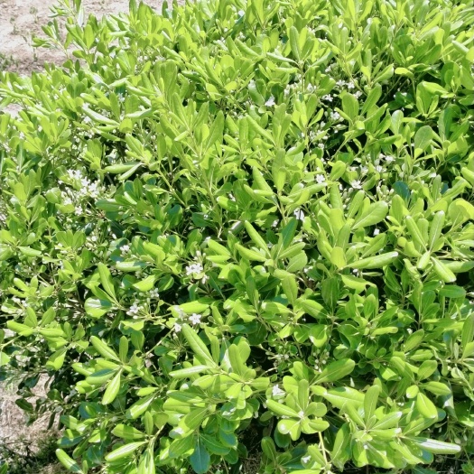 红安县海桐