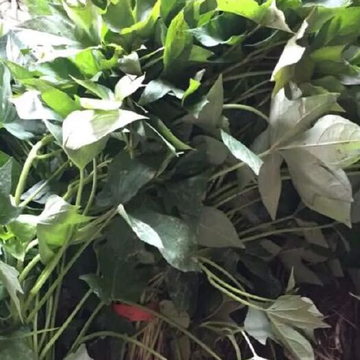 信阳紫罗兰紫薯苗 紫罗兰