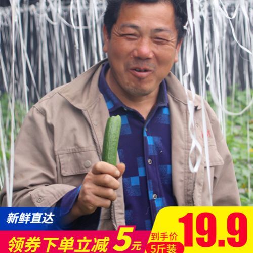 六安 安徽水果小黄瓜农家种植新鲜发货5斤装