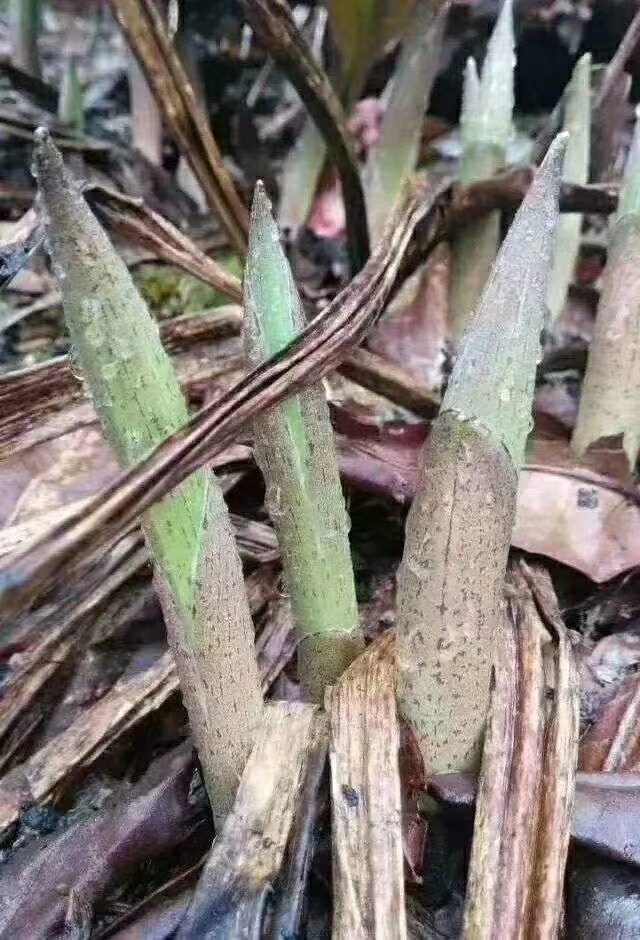 淡竹叶 “竹叶菜”学名为鹿药草，仅仅产在高黎贡山和碧罗雪山