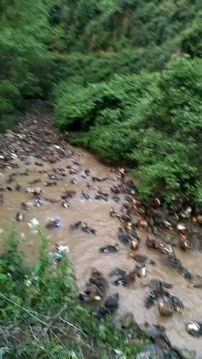 洪江市 麻鸭批发