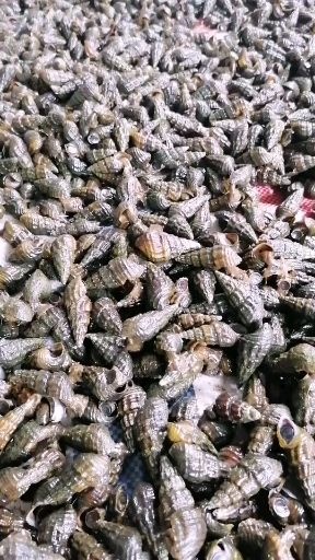 柳州 优质山坑螺