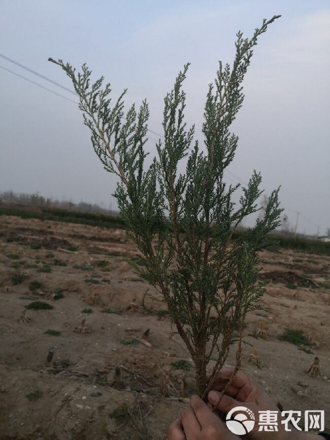 沙地柏 自己的苗圃，一手货源，量大充足，质量有保证，可带票。