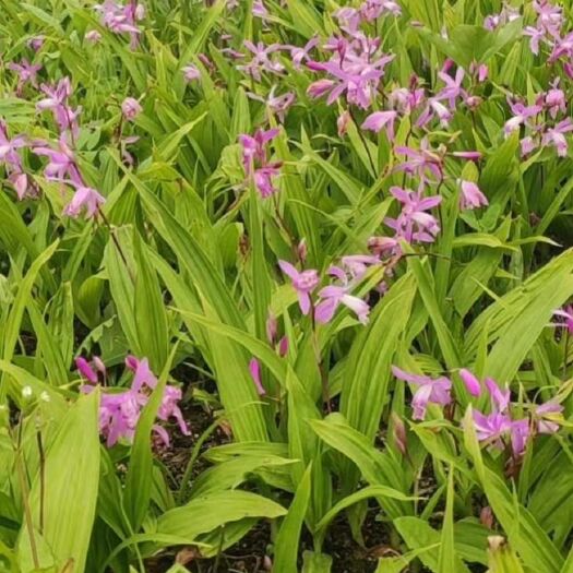 文昌市紫花白芨苗