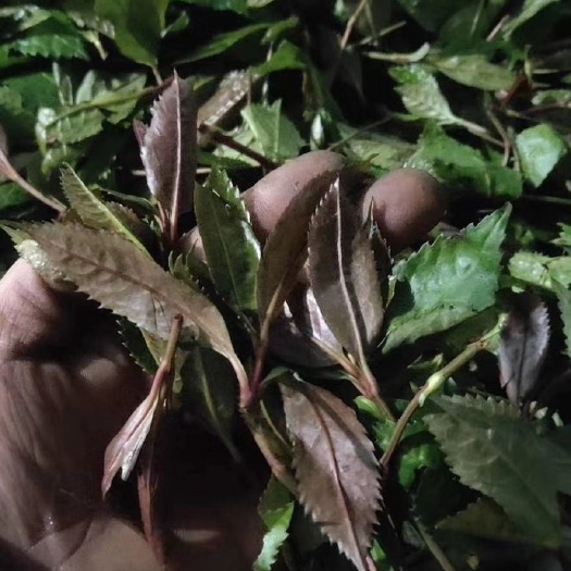 福鼎市 福鼎市管阳镇天竹草珊瑚，肿节风，九节茶保健茶寻合作伙伴