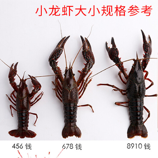 潜江市潜江洪湖清水小龙虾产地批发鲜活456钱小中大青稻田虾