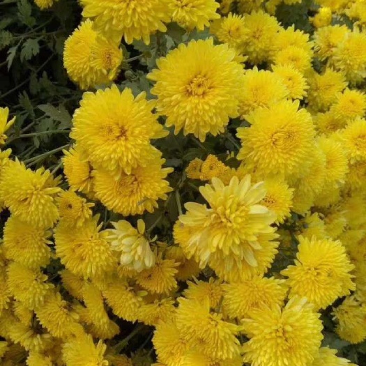 亳州金丝皇菊苗  金丝皇菊等各种菊花苗基地大量供应