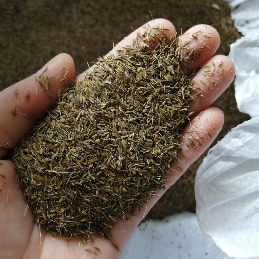 亳州大叶改良蒲公英种子药食两用蒲公英 可签合同包回收