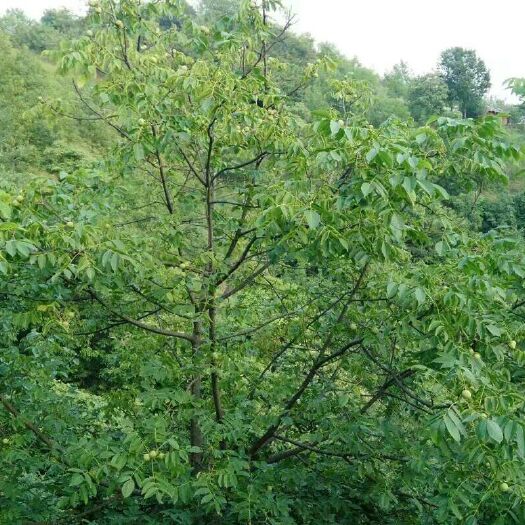 西乡县 高山核桃树爱心扶贫认领 结的核桃都归你 天然无污染