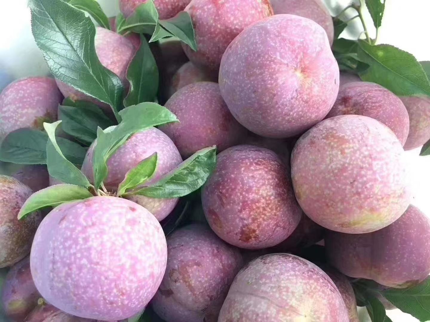 钱排《银妃》精品三华李广东包邮5斤装10斤装