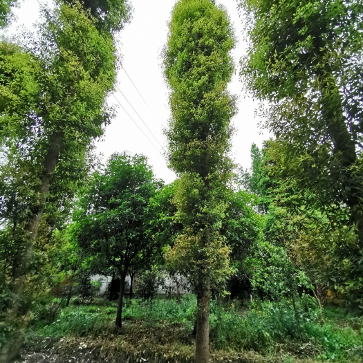 成都 金丝楠木 小叶桢楠 大量供应四川绿化苗木