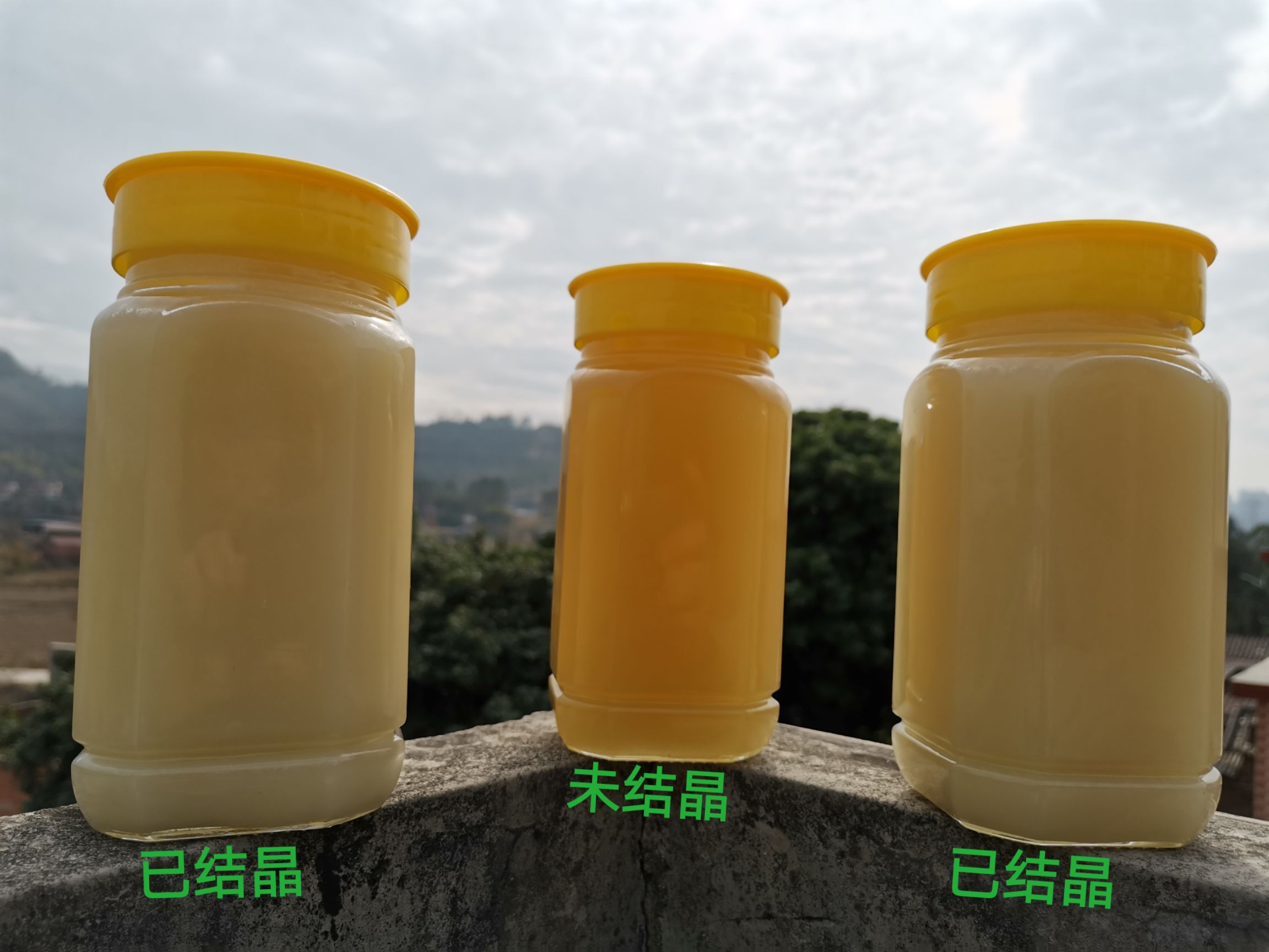 纯正鸭脚木蜜，冬蜜