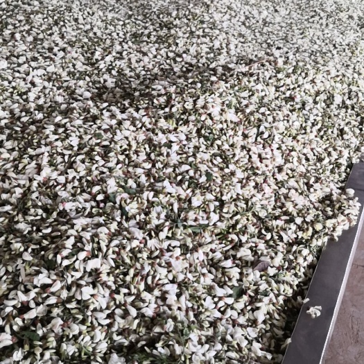 渑池县 大量供应鲜槐花速冻槐花脱水槐花