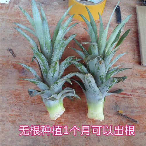  四季大量供应新鲜菠萝苗 地菠萝苗 无根系 结果快 大 甜