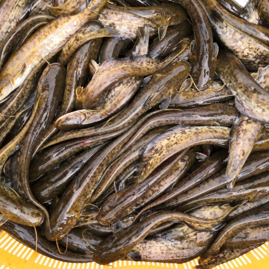 江门鲶鱼苗  广东江门新会成活率高快长速花鲶苗