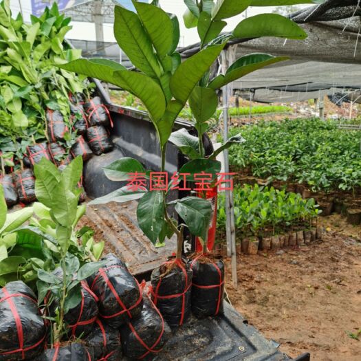 灵山县泰国红宝石柚苗 泰国红宝石，果肉鲜红，水分充足，口感鲜甜