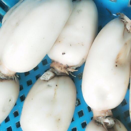 台州莲藕 ，大地红，三五，红山桥，飘花，全部都一手货源，保证不黑心。
