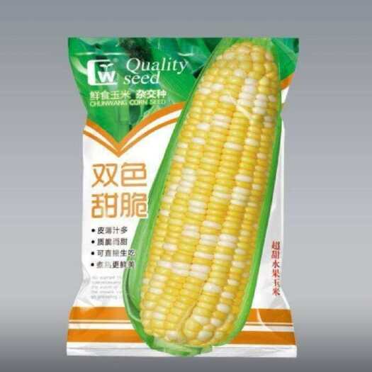 酒泉水果玉米种子 水果玉米，超甜超脆，可以生吃也可煮着吃