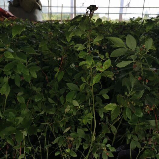 泰安薄雾蓝莓苗  基地直销蓝莓苗，品种多，组培苗
