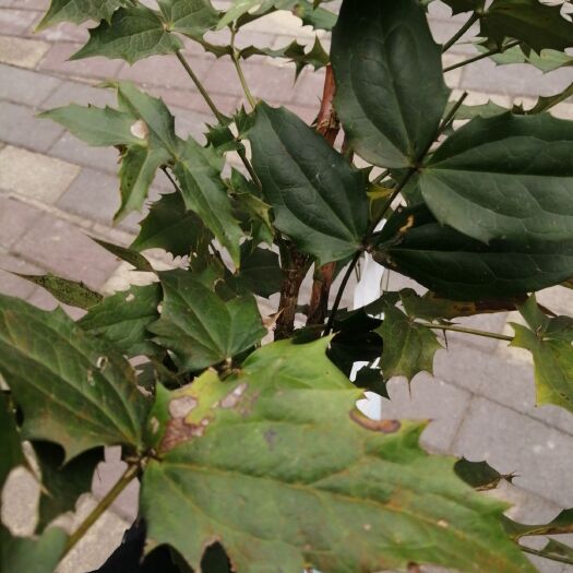 习水县中药材十大功劳 十大功劳