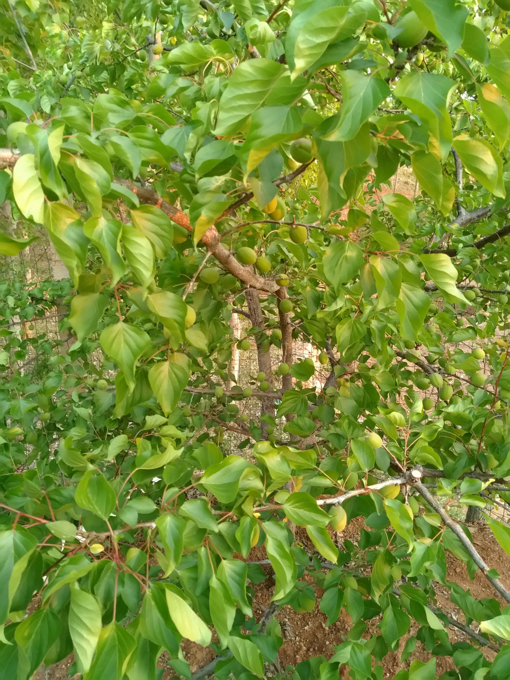 丰园红杏上市了（代卖红杏李子挑等水果）