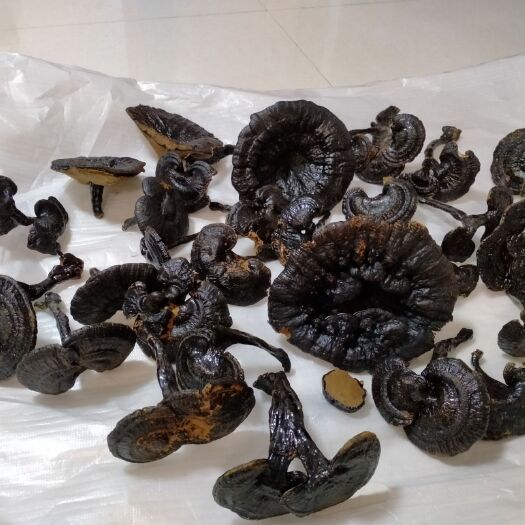 桂平市 天然灵芝