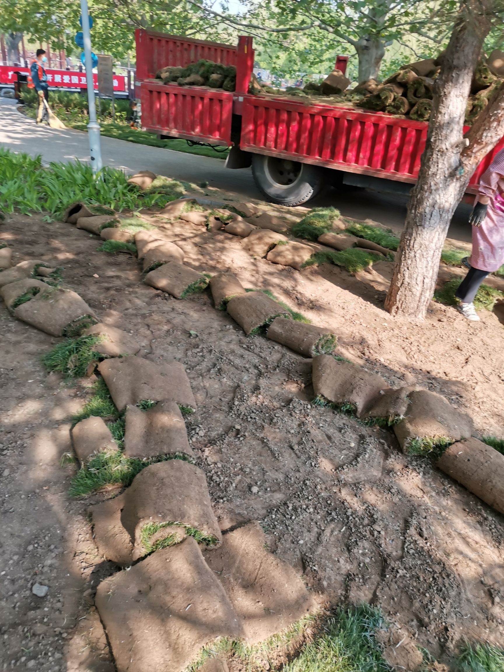  草坪基地草坪销售庭院绿化植物园林用品苗木供应庭院植物
