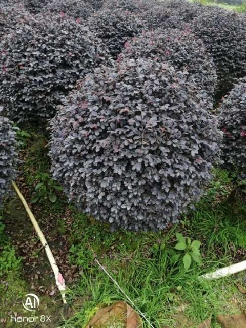 阳朔县双面红 静品红继木球