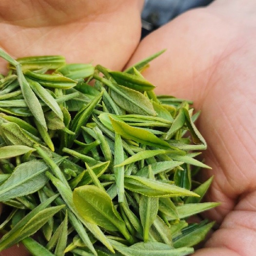 贵阳贵州绿茶 贵州毛峰
