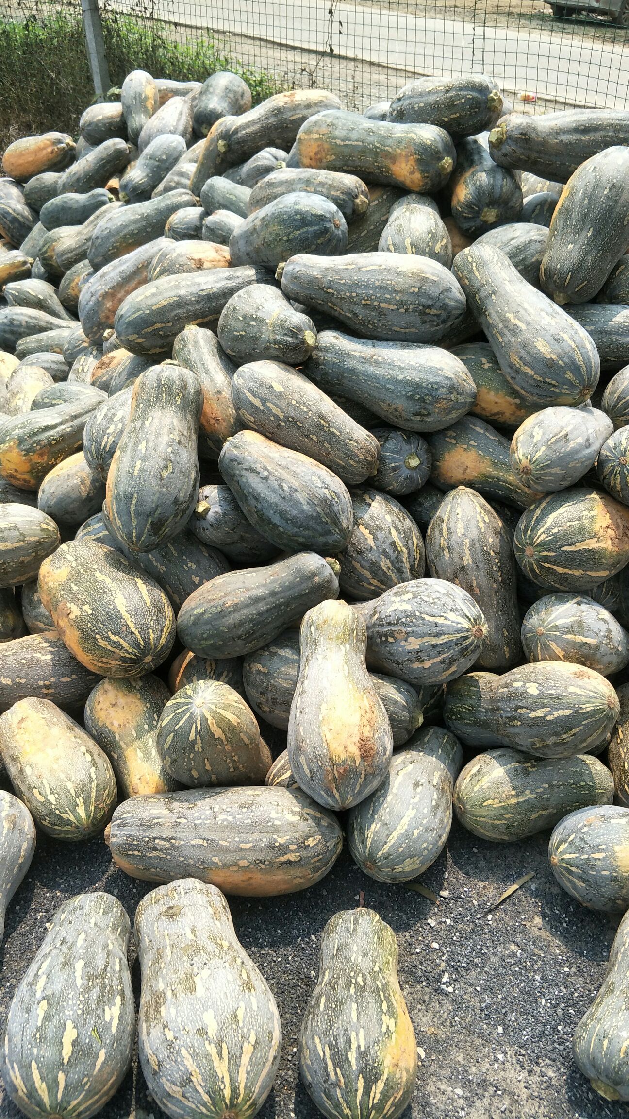 金韩密本-王中王-养殖场青南瓜