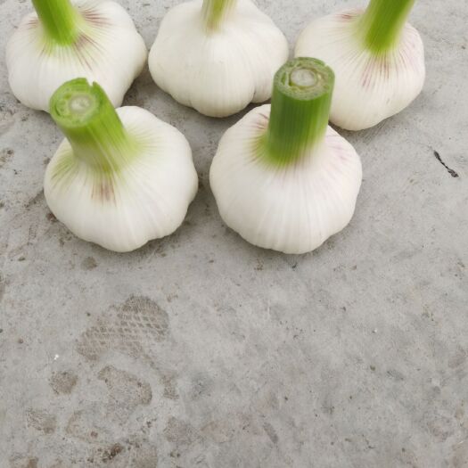 徐州邳州大蒜 鲜蒜出售   量大的来