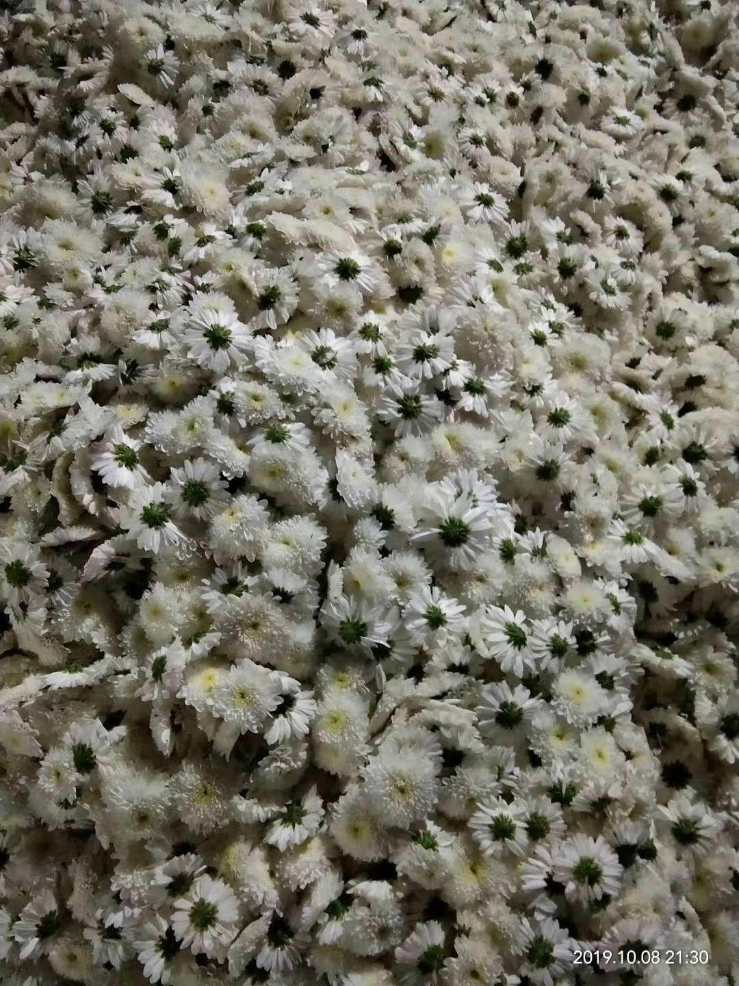 金丝皇菊苗  金丝皇菊等各种菊花苗基地大量供应